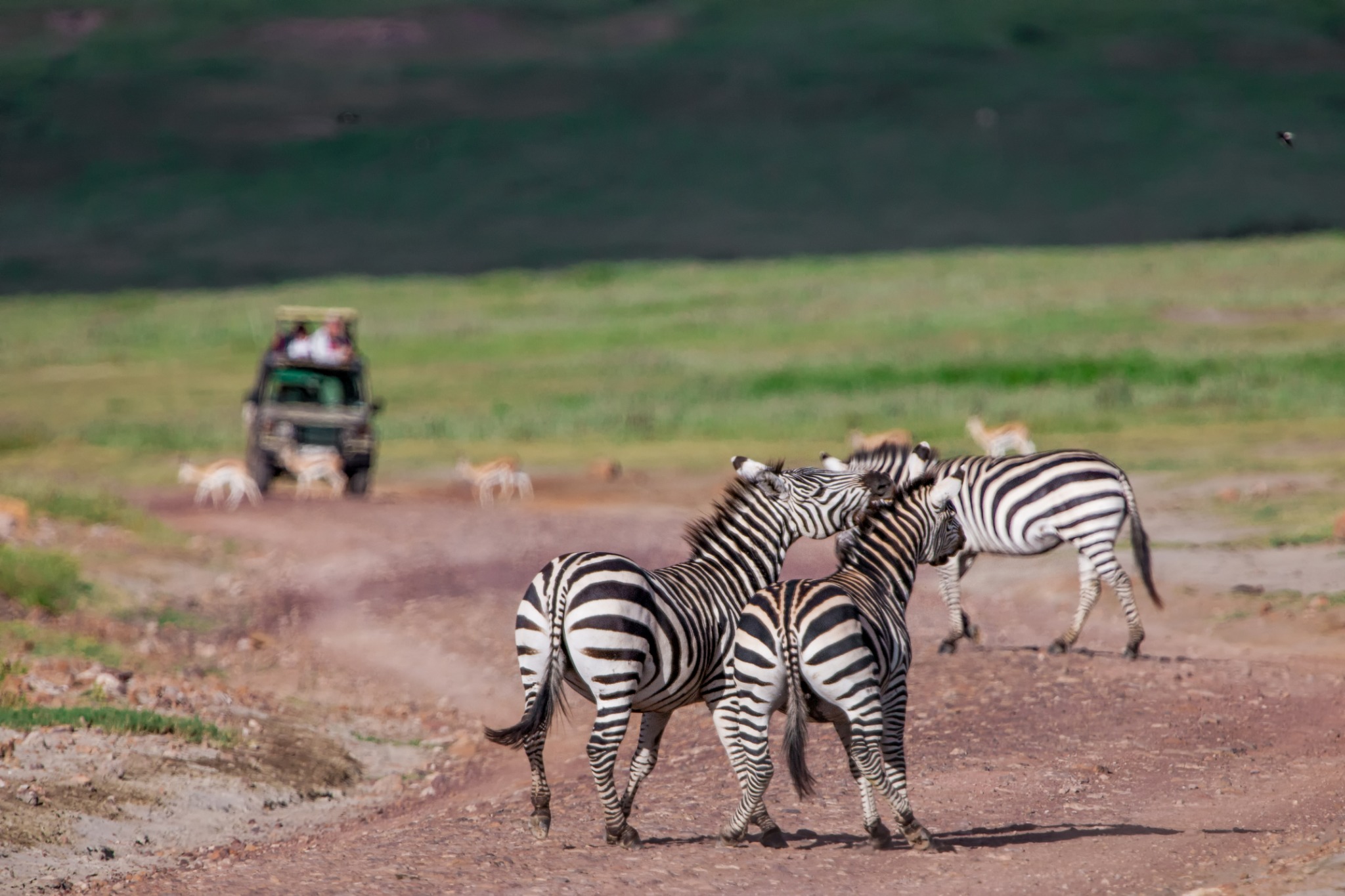 Zebras crossing a safari track with a safari vehicle in the background.